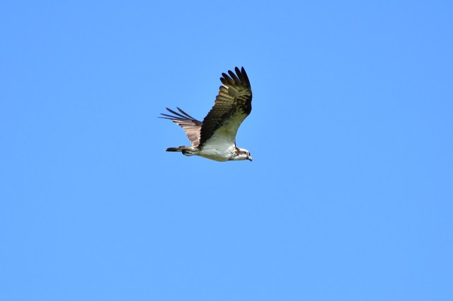 flying_bird_blue_sky