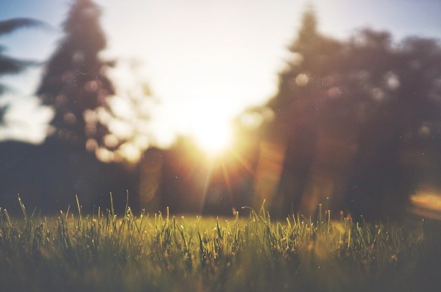 grass_sun_trees