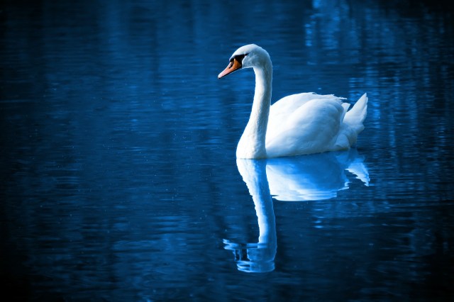 swan_blue_lake