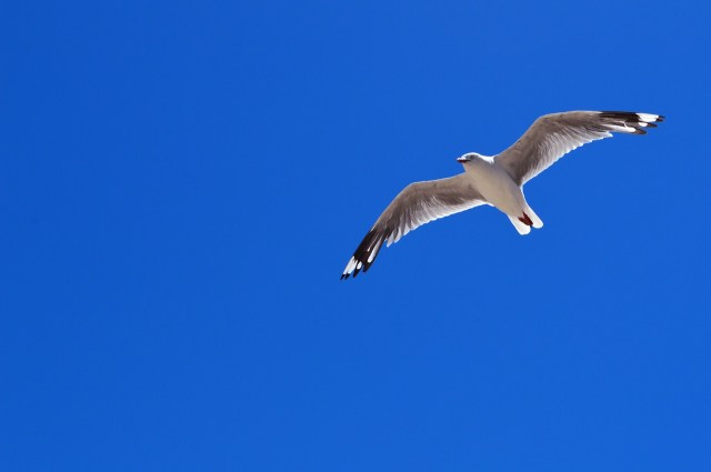 bird_flying_bluesky_glide