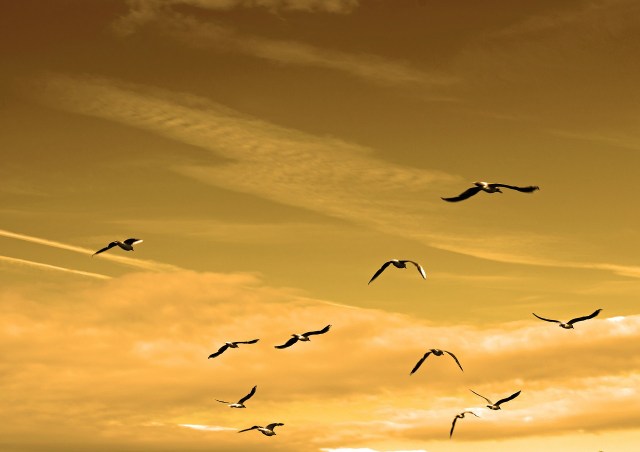 birds_flying_goldensky