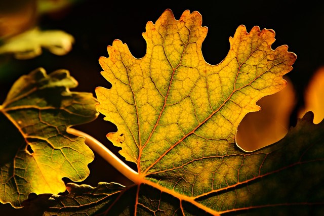 leaf_veins