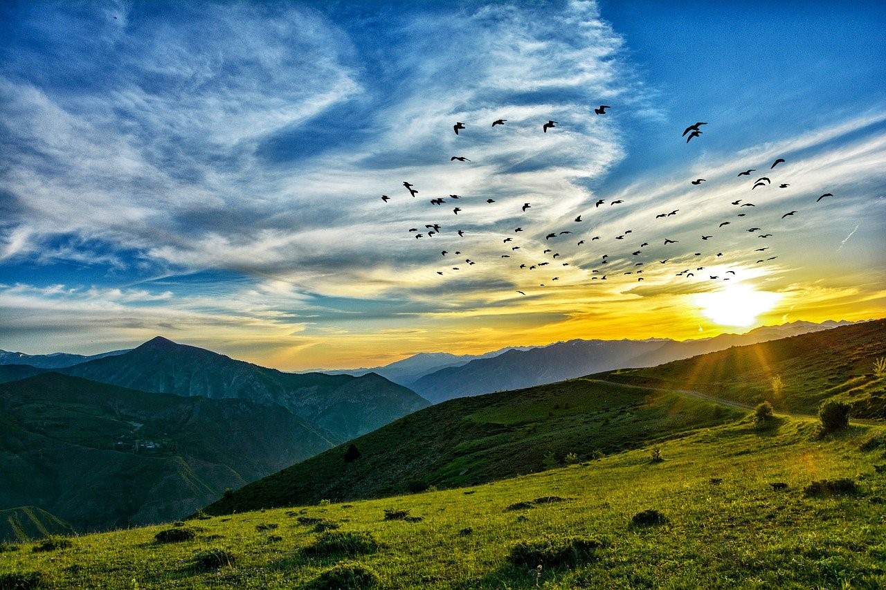 dawn_birds_landscape