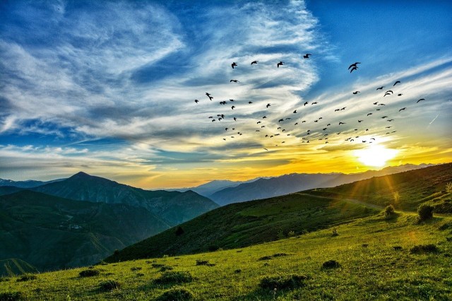 dawn_birds_landscape